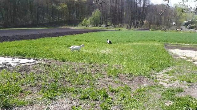 Как выглядит рассада на 30 апреля. У нас тепло вынесла с смотреть онлайн