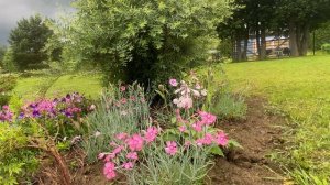 Продолжение. Гвоздика китайская махровая микс, семена