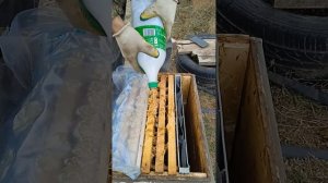 Осенняя обработка пчёл Амитразом (бипином). 25.10.24