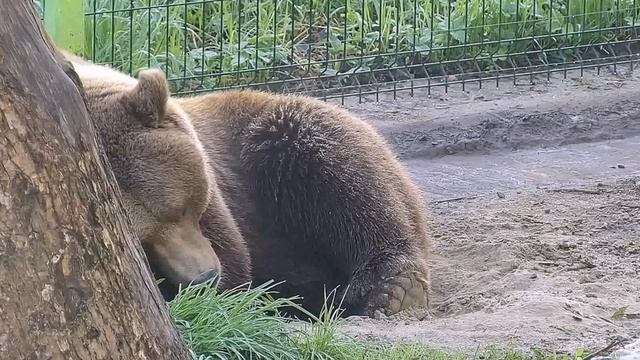 Спит у дерева смотреть онлайн