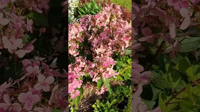 #гортензии #саженцы #садоводничество #метельчатыегорт смотреть онлайн