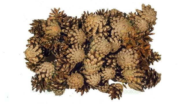 Шишки сосновые северные, мелкие, 600-800шт, 60л, мешок обзо?