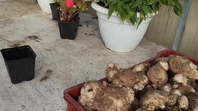 Как Правильно Выкапывать И Хранить Каллы смотреть онлайн