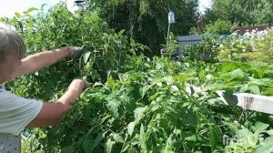 ПОМИДОРЫ НА ТЁПЛОЙ ГРЯДКЕ НА ПЛЁНКЕ ГРЯДКА ТЕРМОС ЯРО?