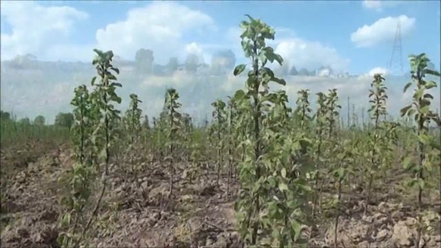 Садовый питомник