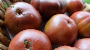 ГНОМ томатный ДИКИЙ КАРТОФЕЛЬНЫЙ ЛИСТ. Обзор сортов Т?