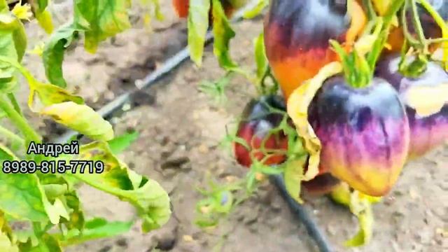 Обзор теплицы с необычным помидорами #теплица #garden #rivie смотреть онлайн