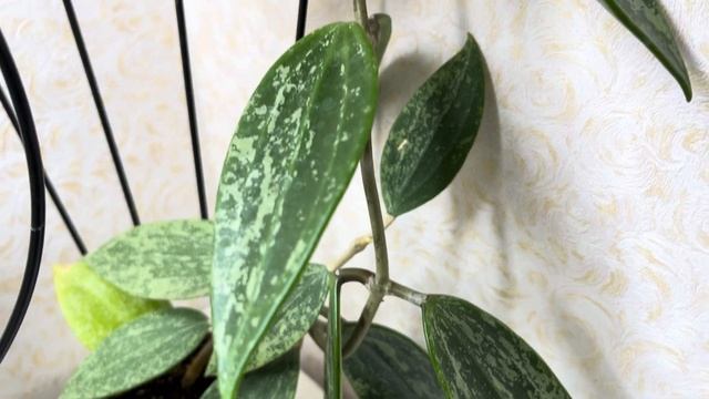 Успешное Выращивание Хойи В Домашних Условиях ✅️🌈