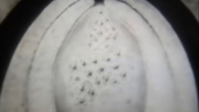 Оплодотворение цветковых растений смотреть онлайн