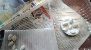 26мая25г..Как правильно замочить семена тыквы?