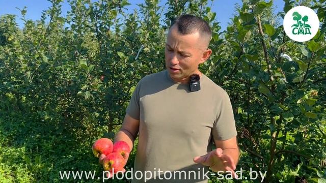 Яблоня КРАСА СВЕРДЛОВСКА. Морозоустойчивый сорт, кото смотреть онлайн