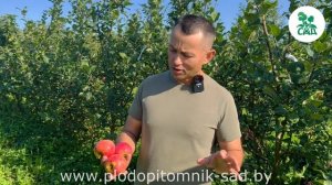 Яблоня КРАСА СВЕРДЛОВСКА. Морозоустойчивый сорт, кото