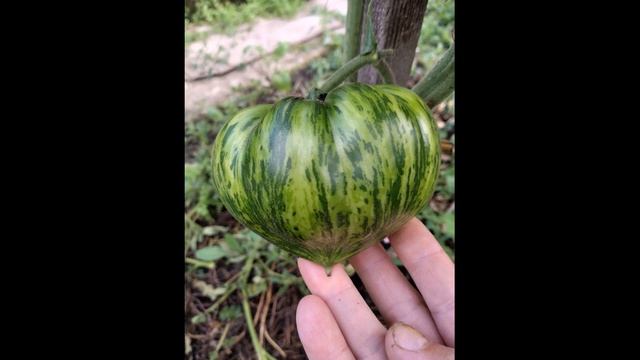 Самый лучший томат в мире 2023 г.! Высокоурожайный, сладк смотреть онлайн