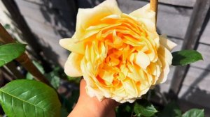 Розы в саду 2022. Лучшие сорта роз в саду. Розы цветут все