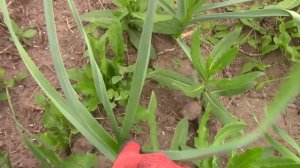 Какие удобрения увеличат мой урожай？ Научный эксперимент. Часть 1