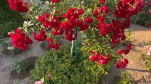 Штамбовая Роза Скарлет Мейяндекор (Scarlet Meillandecor). Татар?