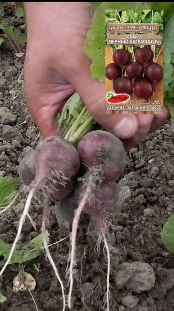 Редис Чёрный шоколад! #shorts #sorts смотреть онлайн