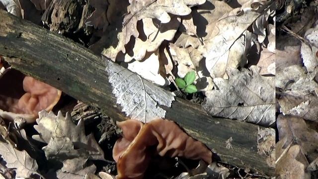 Весенний лес на Кубани. Первые грибы и первоцветы. Ляг? смотреть онлайн