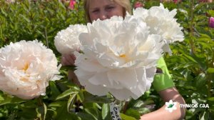 Carl G. Klehm peony. Карл Дж. Клехм пион. Пулков сад (2025 г.)