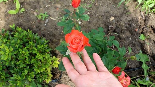 ИНФЕКЦИОННЫЙ ОЖОГ РОЗ. РЕШЕНИЕ ПРОБЛЕМЫ И ЭФФЕКТИВНЫЕ смотреть онлайн