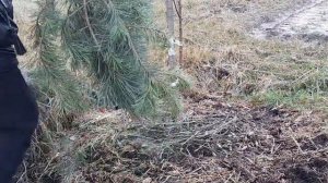 КАК ЗАЩИТИТЬ ЯБЛОНИ ОТ ЗАЙЦЕВ И МЫШЕЙ.