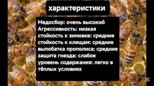 Топ 3 популярных пород пчел и их характеристики 🐝🐝🐝