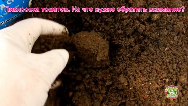 Пикировка томатов. Полезные советы от Раисы Горяченк? смотреть онлайн