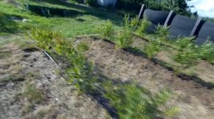 Голубика в опилках!!!