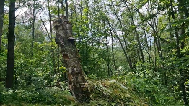 Пчёлы работают в горах, Собирают Липовый Мёд смотреть онлайн