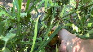 СОРТ ТОМАТА «БЫЧЬЕ СЕРДЦЕ ОРАНЖ БИГ»