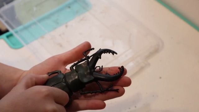 Жуки в моëм террариуме ЧАСТЬ Х: ЖУК-ГЕРКУЛЕС, ЖУК-АТЛАС