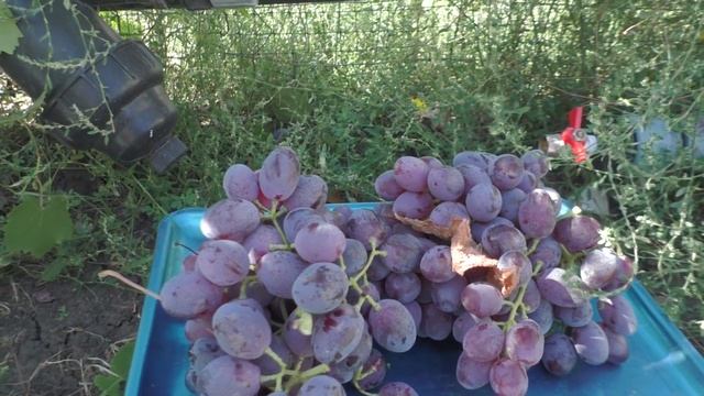 Виноград Урум смотреть онлайн