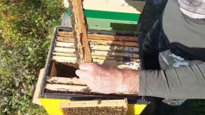 Обработка пчёл шнуром тэда, осыпь клеща.