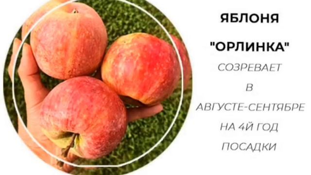 Топ новинок плодовых деревьев смотреть онлайн