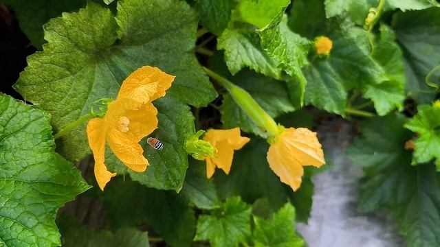 Гибрид кабачка и дыни / Hybrid Of Zucchini And Melon