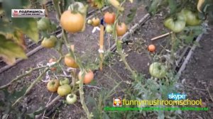 как #выращивать #помидоры в теплице