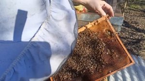 Первые весенние работы с пчёлами после облёта.