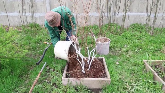 Как выращивать голубику ОГРОМНОЙ смотреть онлайн