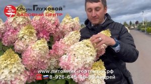 Мега сорт гортензии в сад Геркулес Хит ('GRHP14'PBR) Hydrangea pani