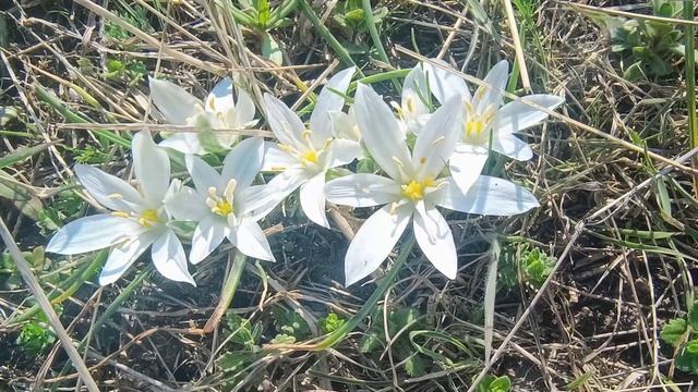 Ornithogalum orthophyllum / Птицемлечник прямолистый / Ornithogalum erecta + смотреть онлайн