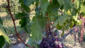 Виноград Катюша Калугина В.М. 26.08.25 год, Новороссийск.