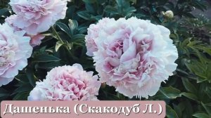 Лучшие пионы 2023 г. Александры Спасской