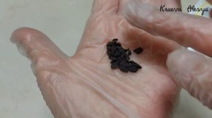 Ипомея трехцветная под запретом!