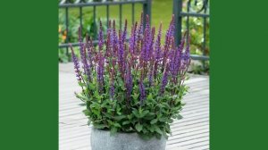 Шалфеи для сада. Обзор сортов в цветнике. Неприхотливы