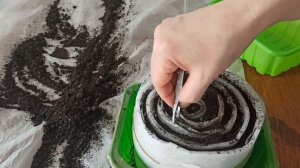 Посадка семян лука эксибишен в улитку