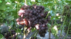 Виноград Невеста