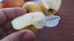 Предновогодняя дегустация яблок Матрёшка и Цвет Каро?
