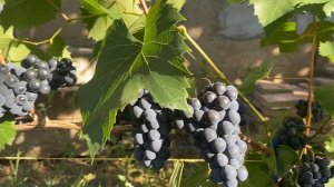 Петит перл - ране средний комплексно устойчивый темно