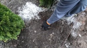 Известкование, которое перевернёт ваш огород!