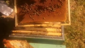 Отводок на одну рамку расплода спустя три месяца. Подг